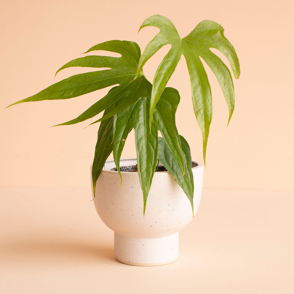 Modern Compote Vase