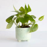 Party Foot Planter in Green